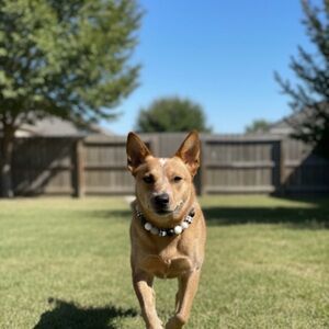 Handmade M Monochrome Beaded Dog Collar with Plaid Accents, Size 16”